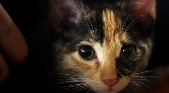 A Kittery Tale:  Khajiit Finds a Furever Home with Jenny and Seneca aka, Khajiit turns Rock Star