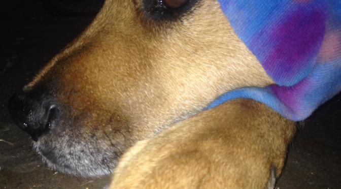 My Best Friend: Sweet Dreams Are Made of This