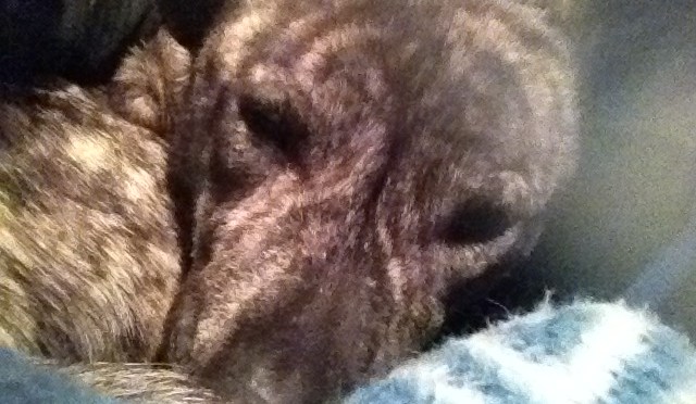 My Best Friend’s Journey: A New Chapter- Potentially The Same Book